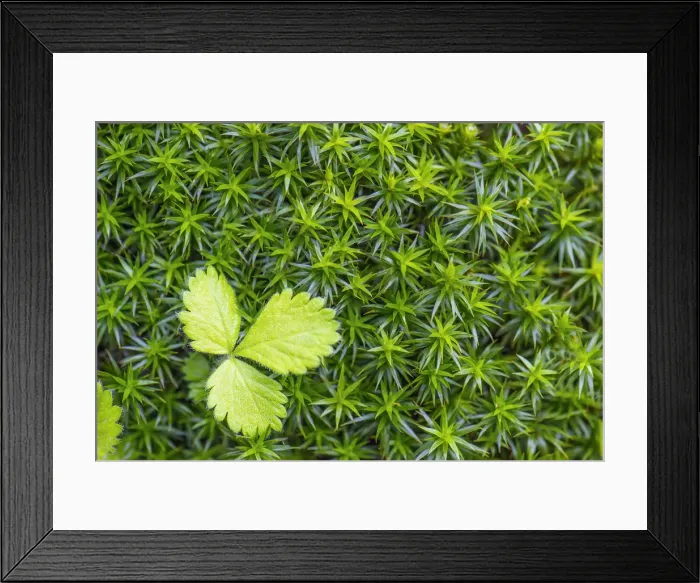 Framed Print : Macro shot of a leaf in the moss in the underwood Framed Print : Macro shot of a leaf in the moss in the underwood