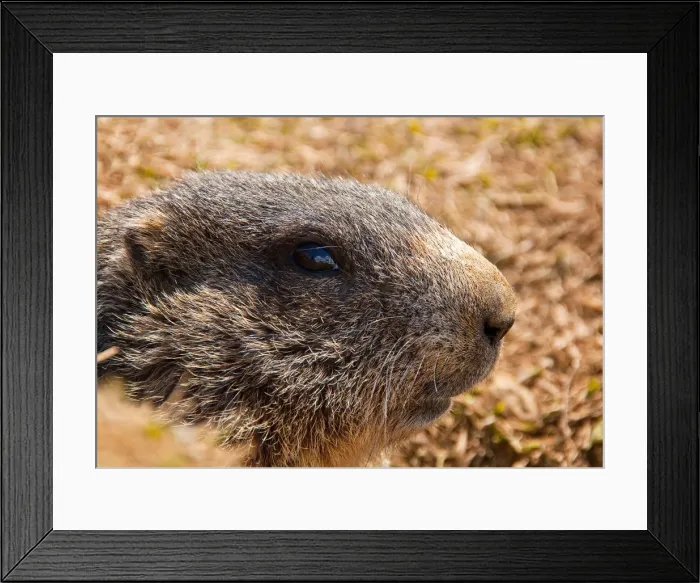 Framed Print : Marmot. Valtellina, Lombardy, Italy
