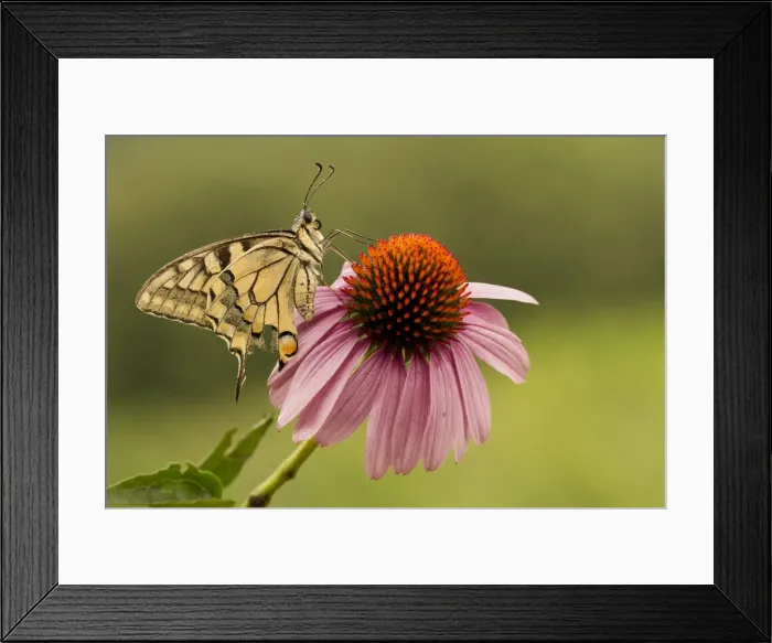 Framed Print : Machaon butterfly is waiting for the heat of the morning sun on a flower with red pistils Framed Print : Machaon butterfly is waiting for the heat of the morning sun on a flower with red pistils