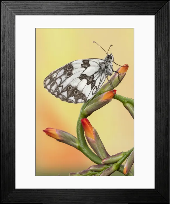 Framed Print : Macro of Marbled White butterfly or Melanargia galathea on a red flower. Lombardy, Italy Framed Print : Macro of Marbled White butterfly or Melanargia galathea on a red flower. Lombardy, Italy