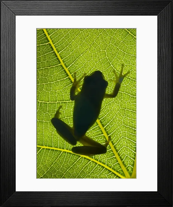Framed Print : Stripeless tree frog (Hyla meridionalis) on a leaf shooted backlight on the hills Framed Print : Stripeless tree frog (Hyla meridionalis) on a leaf shooted backlight on the hills