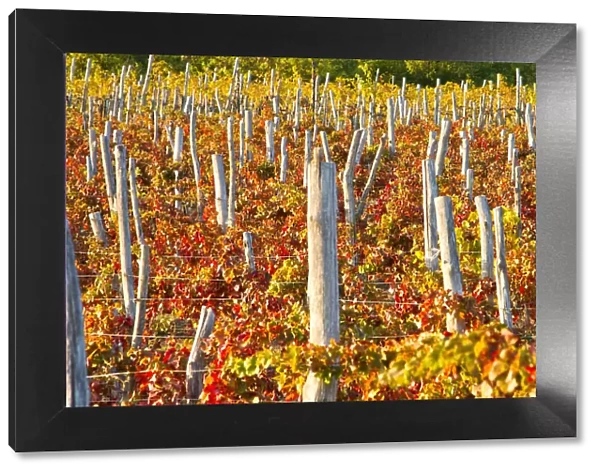 Vineyeards in autumn. Veneto, Italy
