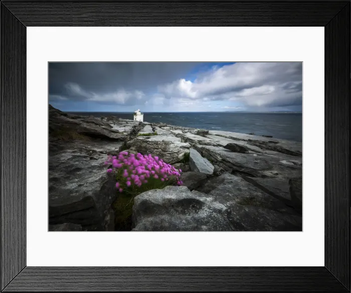 Framed Print : Flowers moved by the wind at Black head, Burren, Burren National Park, Clare, Ireland Framed Print : Flowers moved by the wind at Black head, Burren, Burren National Park, Clare, Ireland