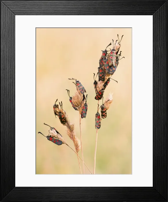 Framed Print : The nocturnal roost of twenty-one specimens of Moth (Zygaena carniolica) Framed Print : The nocturnal roost of twenty-one specimens of Moth (Zygaena carniolica)