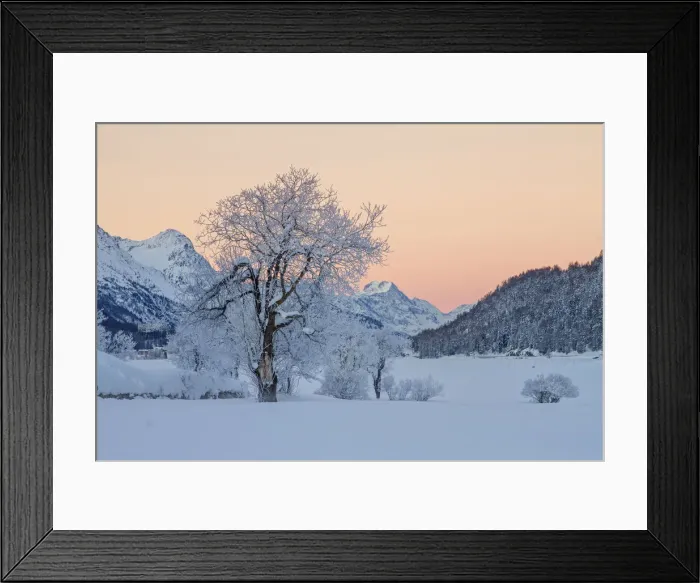 Framed Print : Frozen trees at sunrise in a winter swiss landscape, Saint Moritz, Engadina, Switzerland Framed Print : Frozen trees at sunrise in a winter swiss landscape, Saint Moritz, Engadina, Switzerland