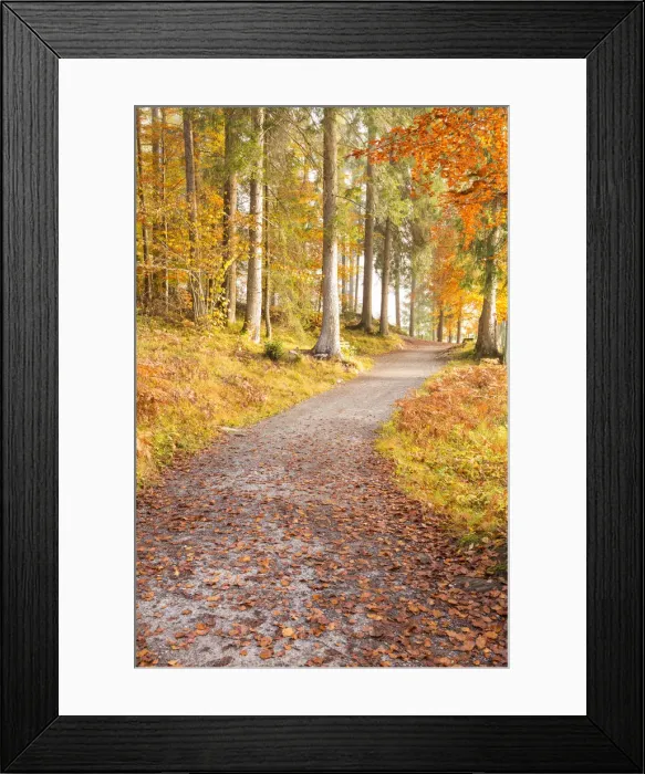 Framed Print : Pathway in the forest during autumn. Flims, Switzerland, Europe Framed Print : Pathway in the forest during autumn. Flims, Switzerland, Europe