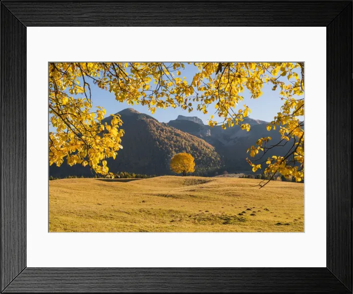 Framed Print : Yellow trees and meadows atMonte Bondone in autumn. Trento, Trentino, Italy Framed Print : Yellow trees and meadows atMonte Bondone in autumn. Trento, Trentino, Italy