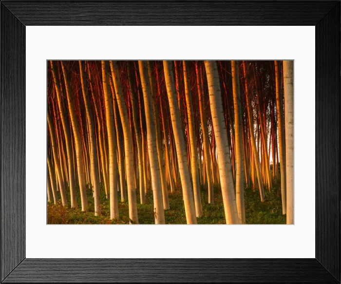 Framed Print : Poplars with the light of sunset. Legnago, Verona, Veneto, Italy Framed Print : Poplars with the light of sunset. Legnago, Verona, Veneto, Italy
