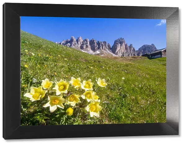 Blooming at Gardenapass. Dolomites, Trentino Alto Adige, Italy