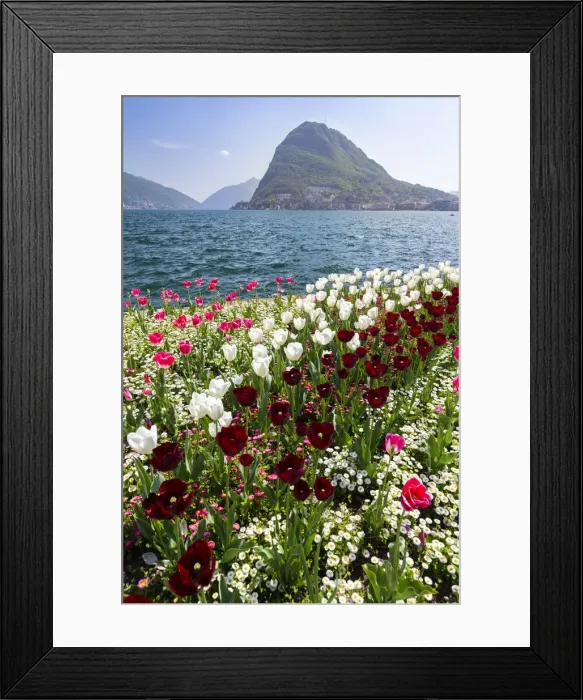 Framed Print : View of blooming flowerbed at Parco Ciani lakefront in Lugano city on a spring day Framed Print : View of blooming flowerbed at Parco Ciani lakefront in Lugano city on a spring day