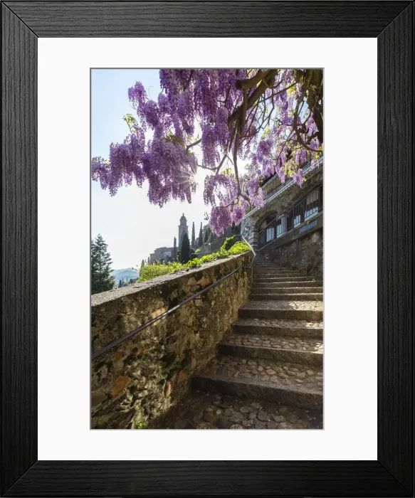 Framed Print : Blooming wisteria over the stairs on the way to the Santa Maria del Sasso church. Morcote Framed Print : Blooming wisteria over the stairs on the way to the Santa Maria del Sasso church. Morcote