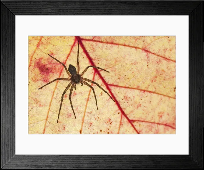 Framed Print : A Running Crab Spiders (Philodromus sp. ) photographed in backlight with autumn colors Framed Print : A Running Crab Spiders (Philodromus sp. ) photographed in backlight with autumn colors
