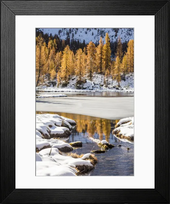 Framed Print : Larches reflections on the iced waters of Mufule Lake. Valmalenco, Valtellina, Sondrio Framed Print : Larches reflections on the iced waters of Mufule Lake. Valmalenco, Valtellina, Sondrio