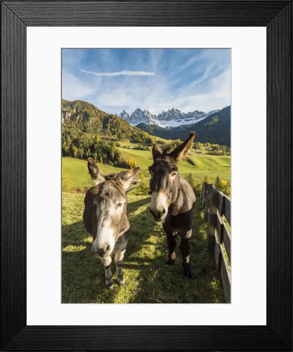 Framed Print : Two donkeys with Odle Dolomites peaks on the background. Santa Maddalena, Funes, Bolzano Framed Print : Two donkeys with Odle Dolomites peaks on the background. Santa Maddalena, Funes, Bolzano