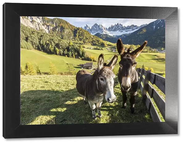 Two donkeys with Odle Dolomites peaks on the background. Santa Maddalena, Funes, Bolzano