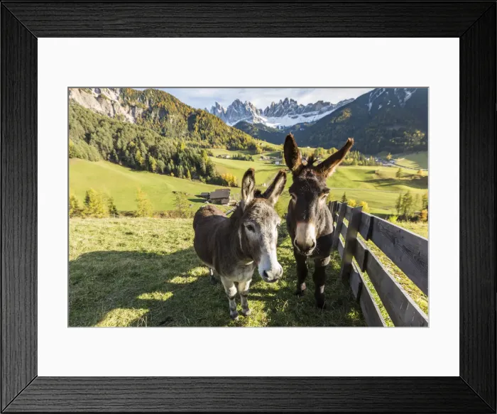 Framed Print : Two donkeys with Odle Dolomites peaks on the background. Santa Maddalena, Funes, Bolzano Framed Print : Two donkeys with Odle Dolomites peaks on the background. Santa Maddalena, Funes, Bolzano