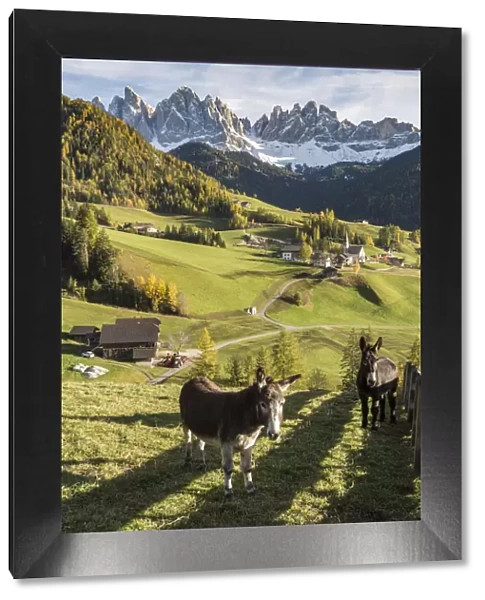 Two donkeys with the village and Odle Dolomites peaks on the background. Santa Maddalena