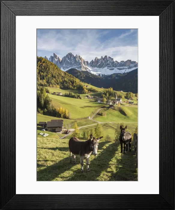 Framed Print : Two donkeys with the village and Odle Dolomites peaks on the background. Santa Maddalena Framed Print : Two donkeys with the village and Odle Dolomites peaks on the background. Santa Maddalena