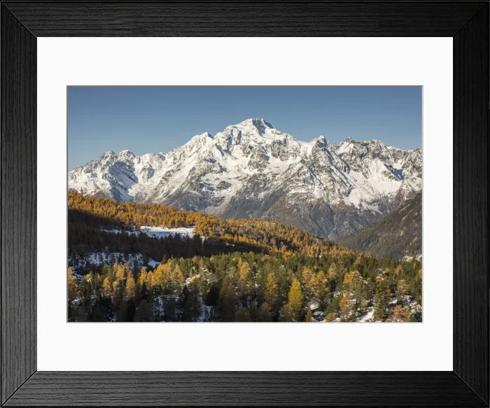 Framed Print : Mount Disgrazia surrounded by autumnal larches and snow. Valmalenco, Valtellina, Sondrio Framed Print : Mount Disgrazia surrounded by autumnal larches and snow. Valmalenco, Valtellina, Sondrio