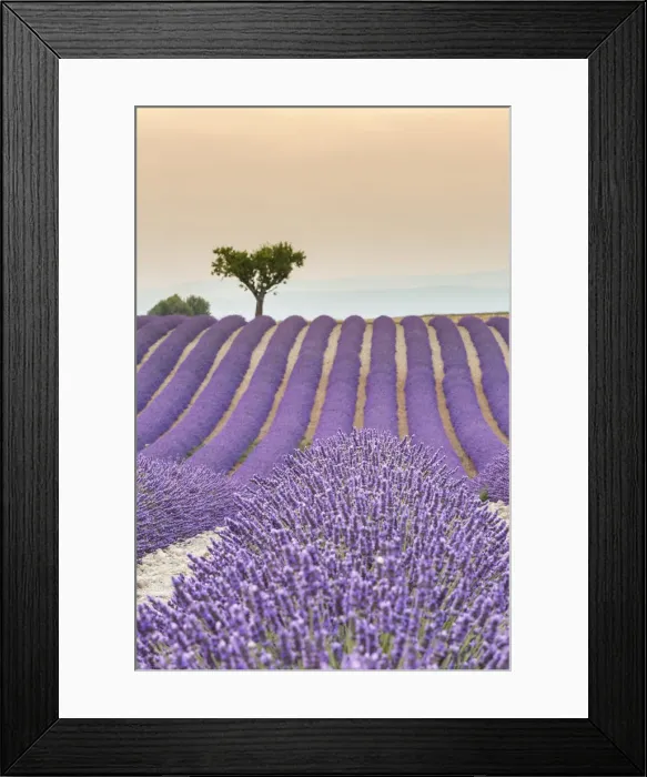 Framed Print : Lavender raws and tree at sunset. Plateau de Valensole, Alpes-de-Haute-Provence Framed Print : Lavender raws and tree at sunset. Plateau de Valensole, Alpes-de-Haute-Provence