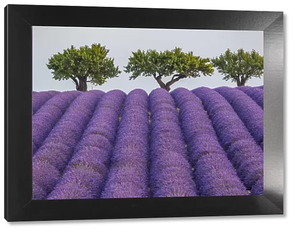 Lavender raws and trees. Plateau de Valensole, Alpes-de-Haute-Provence