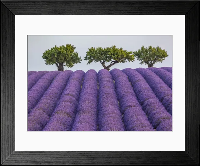 Framed Print : Lavender raws and trees. Plateau de Valensole, Alpes-de-Haute-Provence Framed Print : Lavender raws and trees. Plateau de Valensole, Alpes-de-Haute-Provence