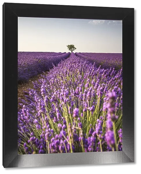 Lone tree in a lavender field. Plateau de Valensole, Alpes-de-Haute-Provence