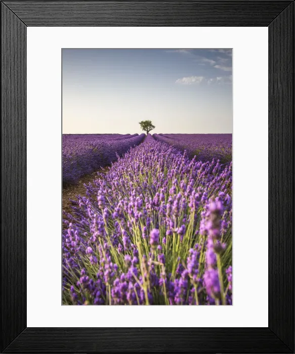 Framed Print : Lone tree in a lavender field. Plateau de Valensole, Alpes-de-Haute-Provence Framed Print : Lone tree in a lavender field. Plateau de Valensole, Alpes-de-Haute-Provence
