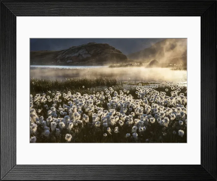Framed Print : Switzerland, Eriophorum at sunset on the Bernina pass, Engadine Framed Print : Switzerland, Eriophorum at sunset on the Bernina pass, Engadine