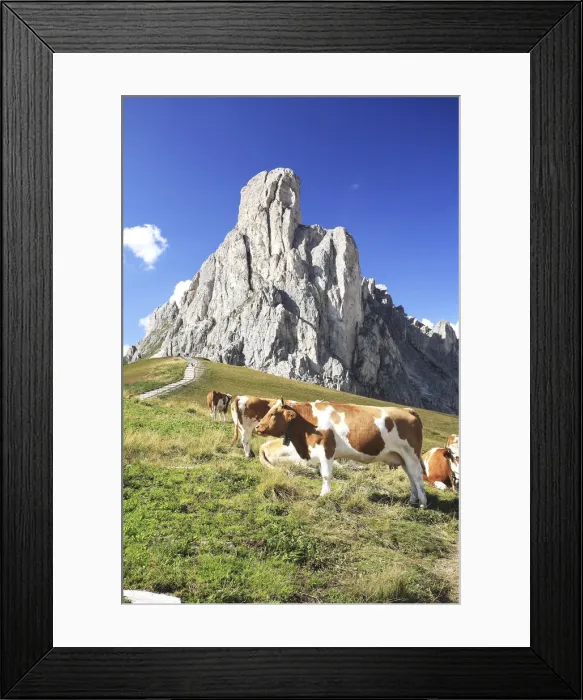 Framed Print : Veneto, cows at Giau pass, in the background La Gusela mountain, Italy Framed Print : Veneto, cows at Giau pass, in the background La Gusela mountain, Italy