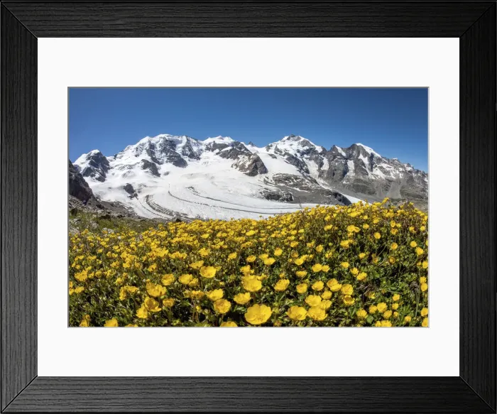 Framed Print : Flowers in front of the Bernina gruppe, Palu peak, Bellavista peak, Bernina peak Framed Print : Flowers in front of the Bernina gruppe, Palu peak, Bellavista peak, Bernina peak