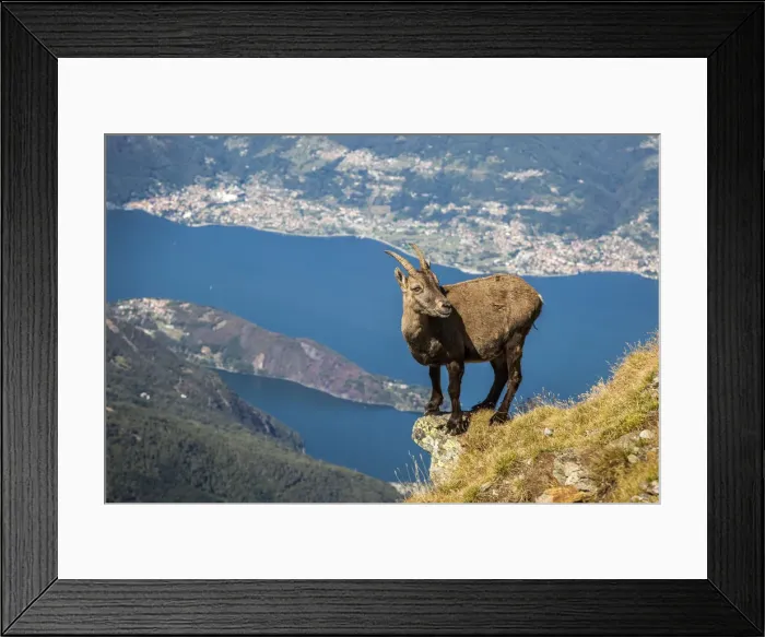 Framed Print : Ibex at Legnone Mountain, in the backgroud Como lake, Lombardy, Italy Framed Print : Ibex at Legnone Mountain, in the backgroud Como lake, Lombardy, Italy