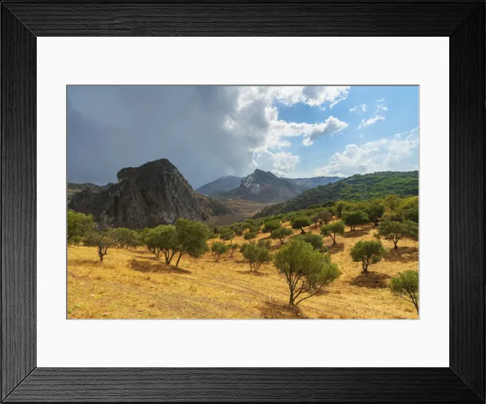 Framed Print : Olive groves and rocky mountains along the way to Montejaque, Serrania de Ronda, Malaga Framed Print : Olive groves and rocky mountains along the way to Montejaque, Serrania de Ronda, Malaga