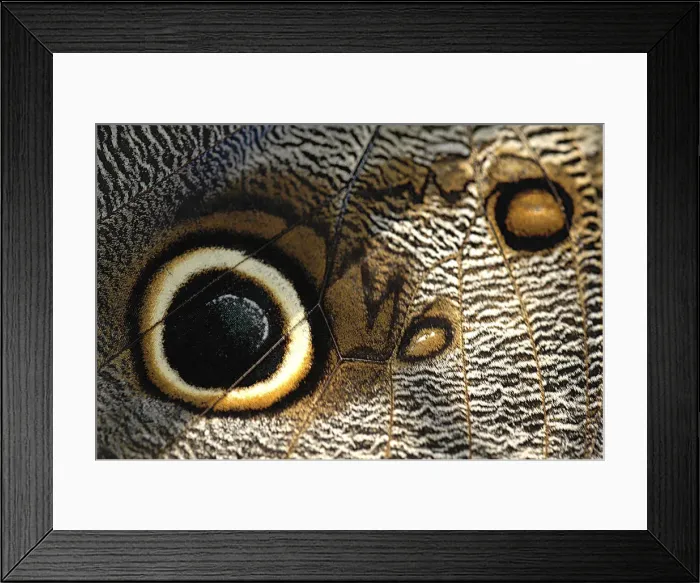 Framed Print : Close up of a butterfly wing