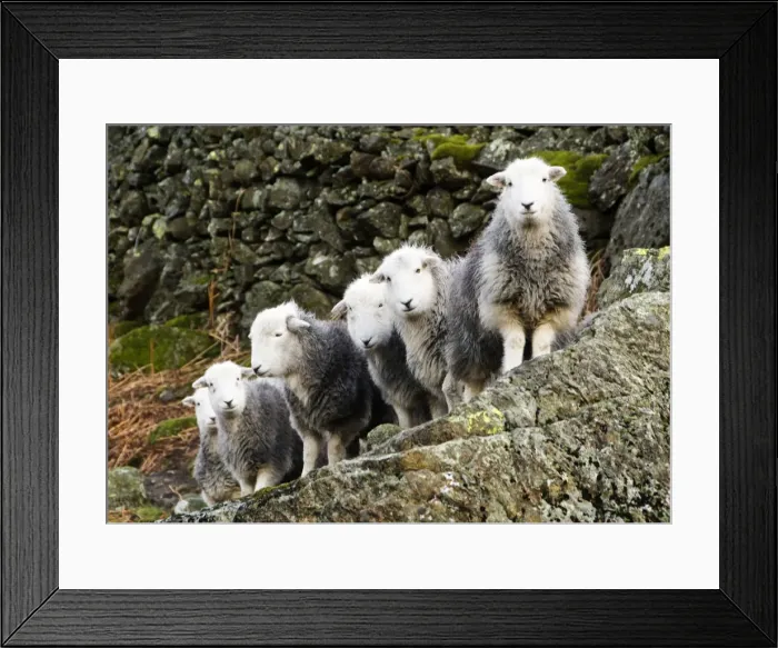 Framed Print : Flock of sheep, Cumbria, UK Framed Print : Flock of sheep, Cumbria, UK