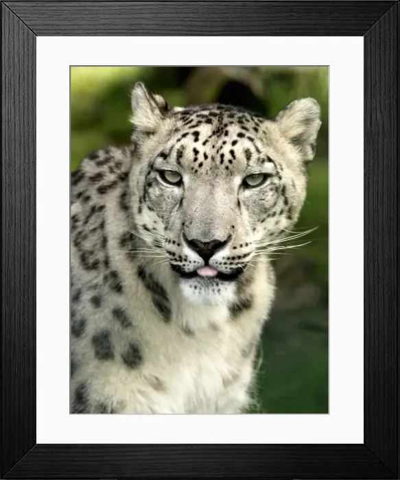Framed Print : Snow Leopard in a zoo Framed Print : Snow Leopard in a zoo