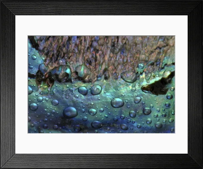 Framed Print : Seashell Abalone Framed Print : Seashell Abalone