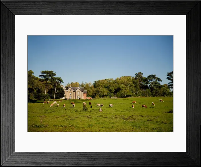 Framed Print : Southwell, England. Traditional grazing farmland Framed Print : Southwell, England. Traditional grazing farmland