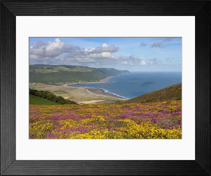 Framed Print : Flowering heather and gorse on Bossington Hill, with views to Porlock Bay beyond, Exmoor Framed Print : Flowering heather and gorse on Bossington Hill, with views to Porlock Bay beyond, Exmoor