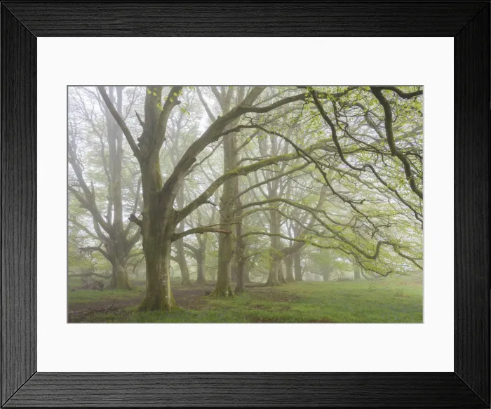 Framed Print : Mature Beech trees in morning fog, Whiddon Deer Park, Dartmoor, Devon, England. Spring Framed Print : Mature Beech trees in morning fog, Whiddon Deer Park, Dartmoor, Devon, England. Spring