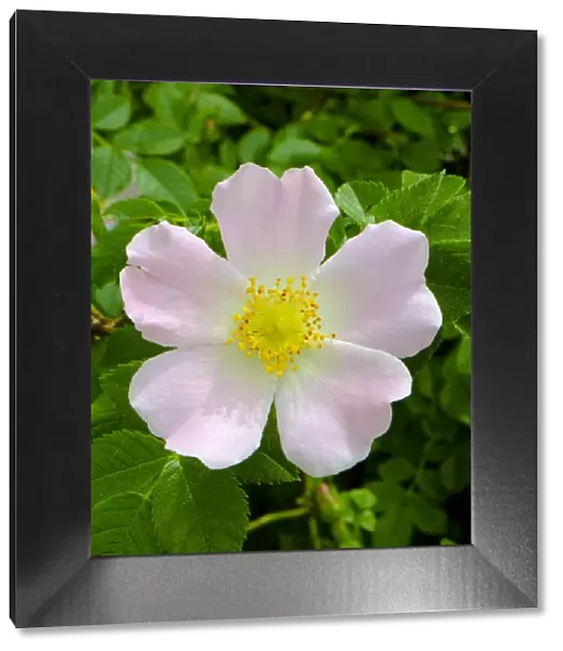 Rosa Canina or Dog Rose - the true wild English Rose that inspired the expression