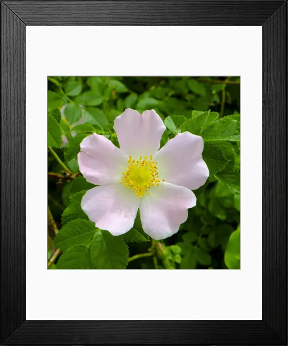 Framed Print : Rosa Canina or Dog Rose - the true wild English Rose that inspired the expression