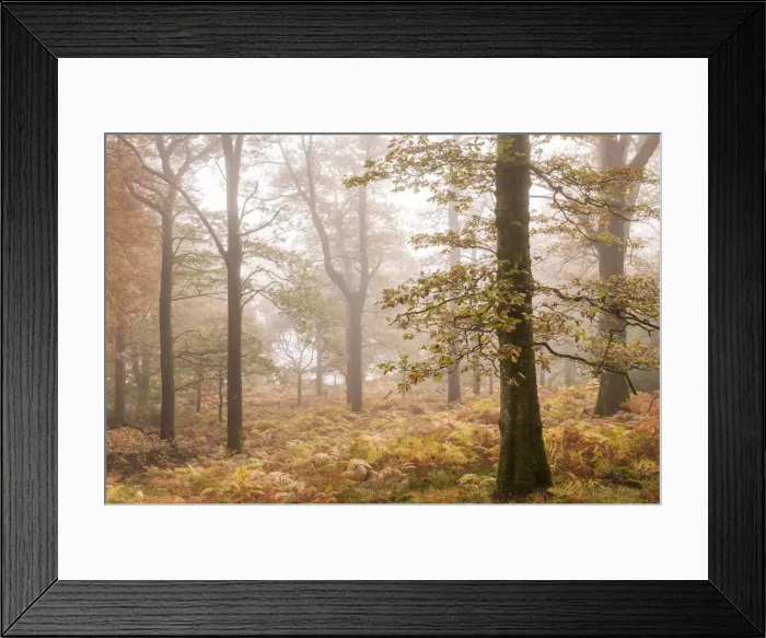 Framed Print : Mist shrouded autumnal deciduous woodland near Ullswater, Lake District, Cumbria, England Framed Print : Mist shrouded autumnal deciduous woodland near Ullswater, Lake District, Cumbria, England
