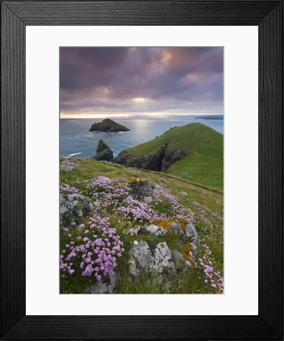Framed Print : Flowering Sea Pink wildflowers on the North Cornish coast, The Rumps, Cornwall, England Framed Print : Flowering Sea Pink wildflowers on the North Cornish coast, The Rumps, Cornwall, England