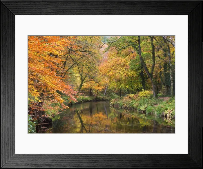 Framed Print : Autumn foliage along the banks of the River Teign at Fingle Bridge, Dartmoor National Framed Print : Autumn foliage along the banks of the River Teign at Fingle Bridge, Dartmoor National