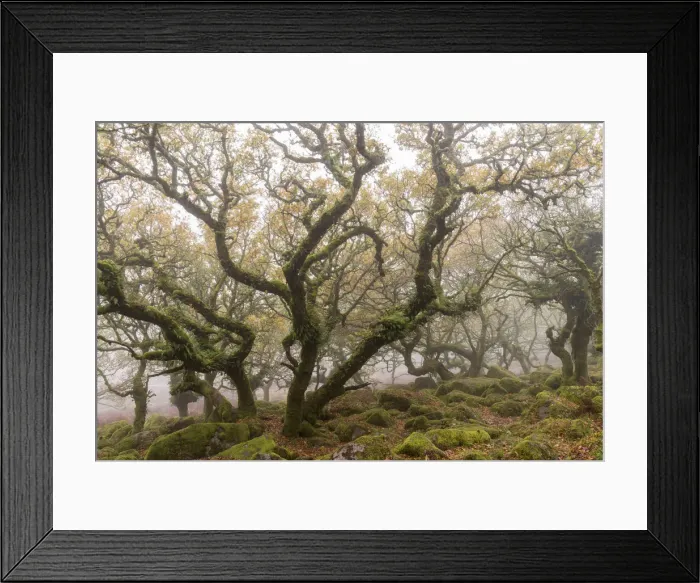 Framed Print : Gnarled and twisted trees within Wistmans Wood, Dartmoor National Park, Devon, England Framed Print : Gnarled and twisted trees within Wistmans Wood, Dartmoor National Park, Devon, England