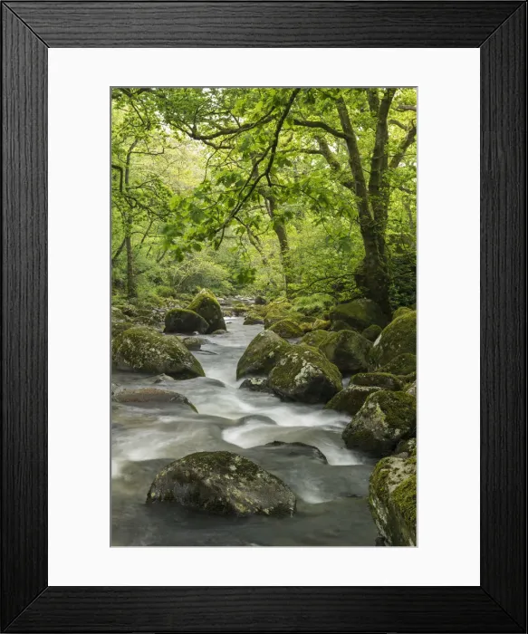 Framed Print : Rocky River Plym flowing through Dewerstone Wood, Dartmoor, Devon, England. Spring Framed Print : Rocky River Plym flowing through Dewerstone Wood, Dartmoor, Devon, England. Spring