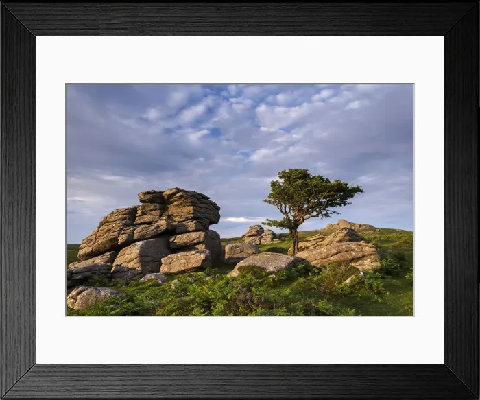 Framed Print : Evening sunlight over moorland near Haytor, Dartmoor National Park, Devon, England Framed Print : Evening sunlight over moorland near Haytor, Dartmoor National Park, Devon, England