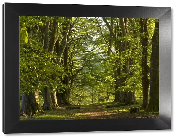 Path through an avenue of mature beech trees, Dartmoor National Park, Devon, England