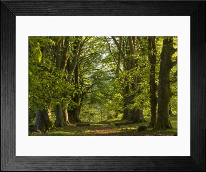 Framed Print : Path through an avenue of mature beech trees, Dartmoor National Park, Devon, England Framed Print : Path through an avenue of mature beech trees, Dartmoor National Park, Devon, England